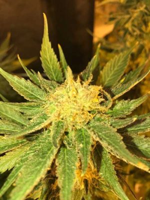 White Widow Fast