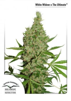 White Widow x The Ultimate
