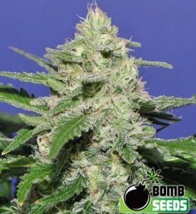 12/12 Photoperiod – Indoor-friendly – The End of September – Widow Bomb strain – image 1 – from Bomb Seeds via Seed City