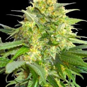 Widow Maker by BSB Genetics – Guaranteed female plants – Relaxing – Short (up to 80cm) – image 1 – Seed City