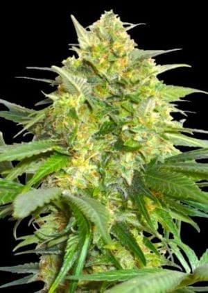 Widow Maker