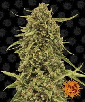 Widow Remedy