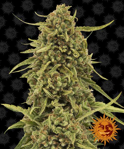Image 1 of Widow Remedy cannabis by Barneys Farm Seeds – Outdoor cultivation – Mostly Sativa – Piney – Seed City
