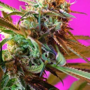 Image 1 of Wild Rose cannabis by Sweet Seeds – Mostly Sativa – Suited for indoor growing – 12/12 Photoperiod – Seed City