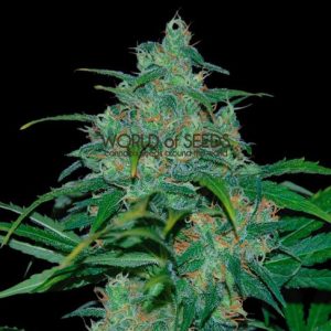 Image 1 of Wild Thailand cannabis by World of Seeds – Fruity – 12/12 Photoperiod – Sativa – Seed City