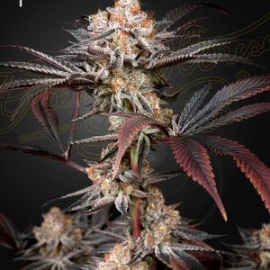 Wonder Pie from Green House Seeds