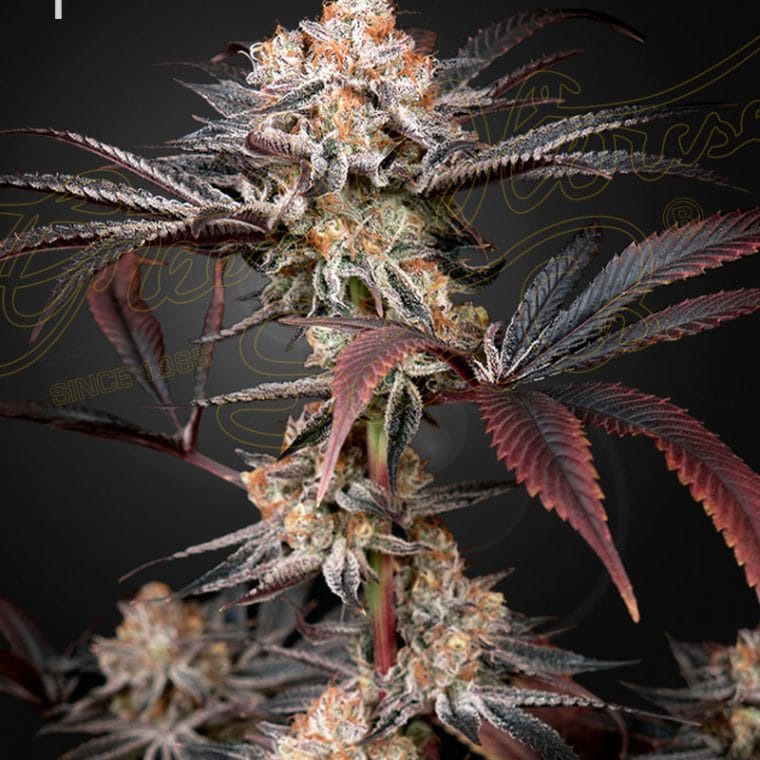 Wonder Pie from Green House Seeds