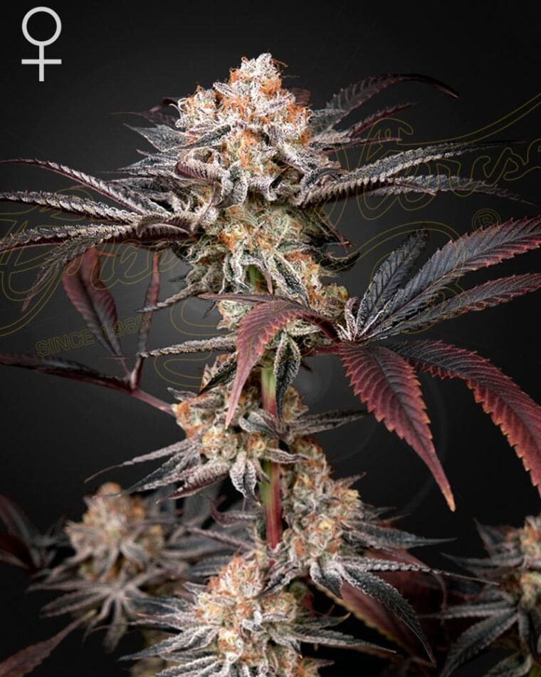 Wonder Pie from Green House Seeds