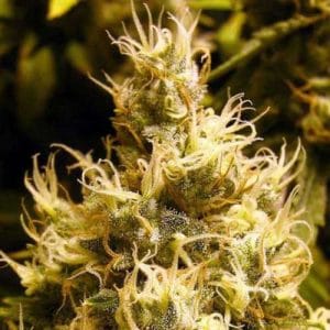 Image 1 of Wonder Woman cannabis by Nirvana Seeds – Feminized – Excellent harvest potential – Stress Relief – Seed City