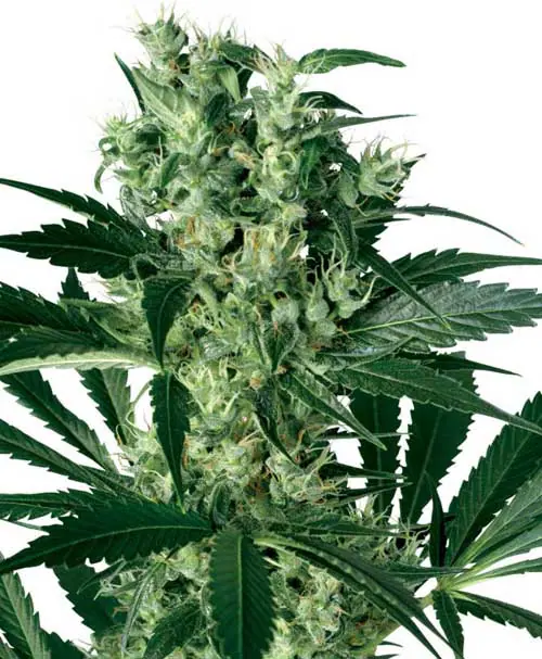 X Haze from White Label Seeds