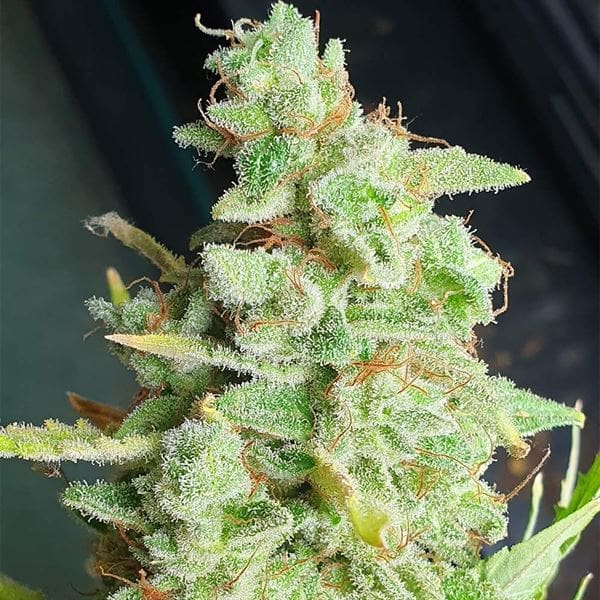 Yoda Junky cannabis seeds – Relaxing – Caramel – Female seeds – image 1 from Seed City