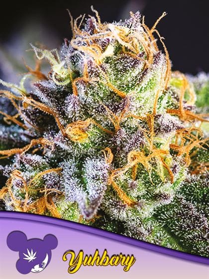 Fruity – Super Strength – 12/12 Photoperiod – Yuhbary strain – image 1 – from Anesia Seeds via Seed City