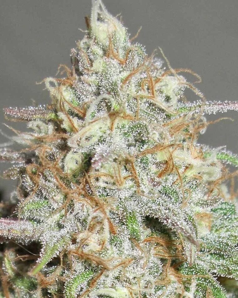 Yum Bongo by Ultra Genetics – Sweet – 12/12 Photoperiod – Outdoor cultivation – image 1 – Seed City