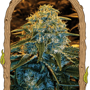12/12 Photoperiod – Indoor – Fruity – Z&Z strain – image 1 – from Exotic Seed via Seed City