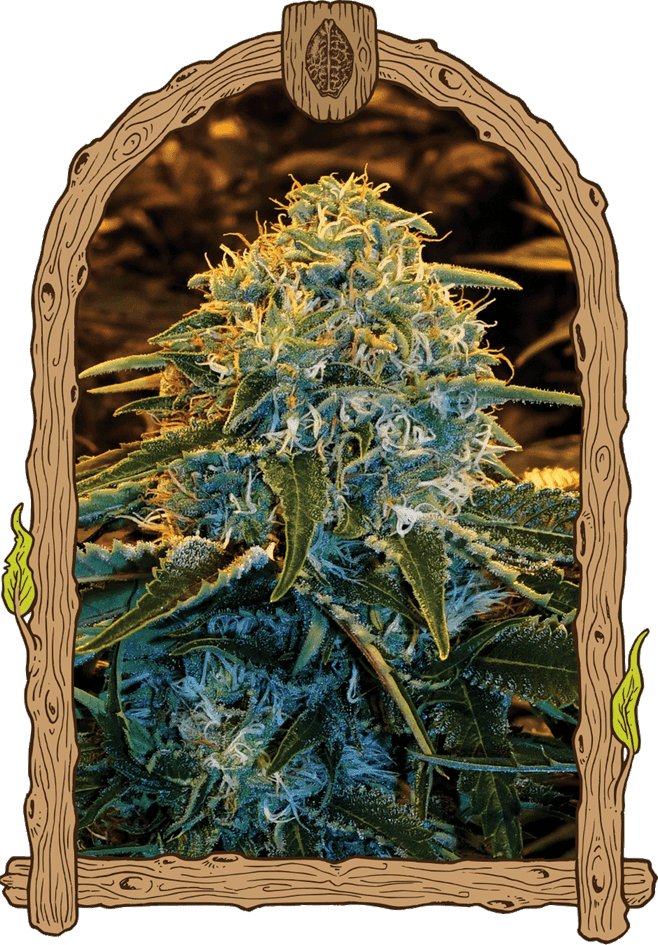 12/12 Photoperiod – Indoor – Fruity – Z&Z strain – image 1 – from Exotic Seed via Seed City