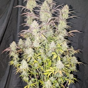 Z-up Auto from FastBuds