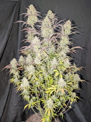 Z-up Auto