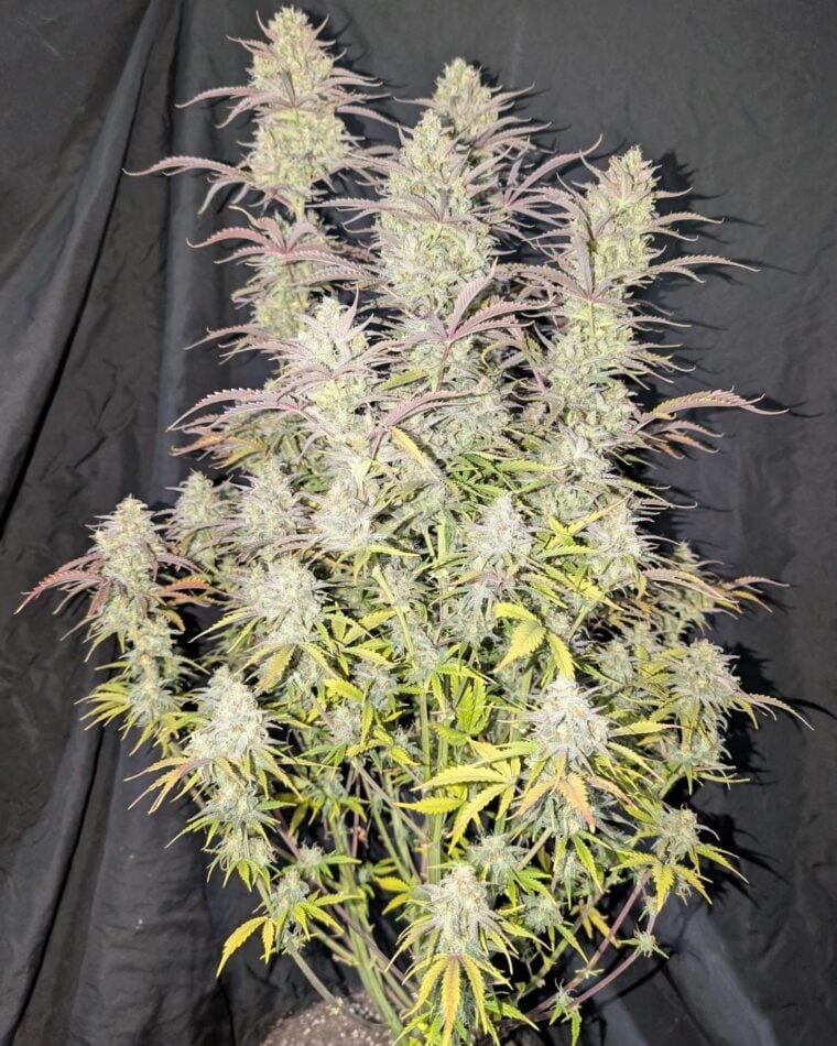 Z-up Auto from FastBuds