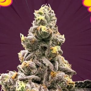 Sweet – Excellent harvest potential – Regular – Zahemi strain – image 1 – from Perfect Tree Seeds via Seed City