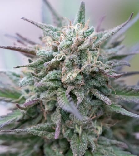 Zamaldelica x Kali China from Ace Seed bank