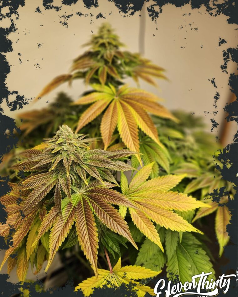Zerbert cannabis seeds – Happy – Guaranteed female plants – 12/12 Photoperiod – image 1 from Seed City