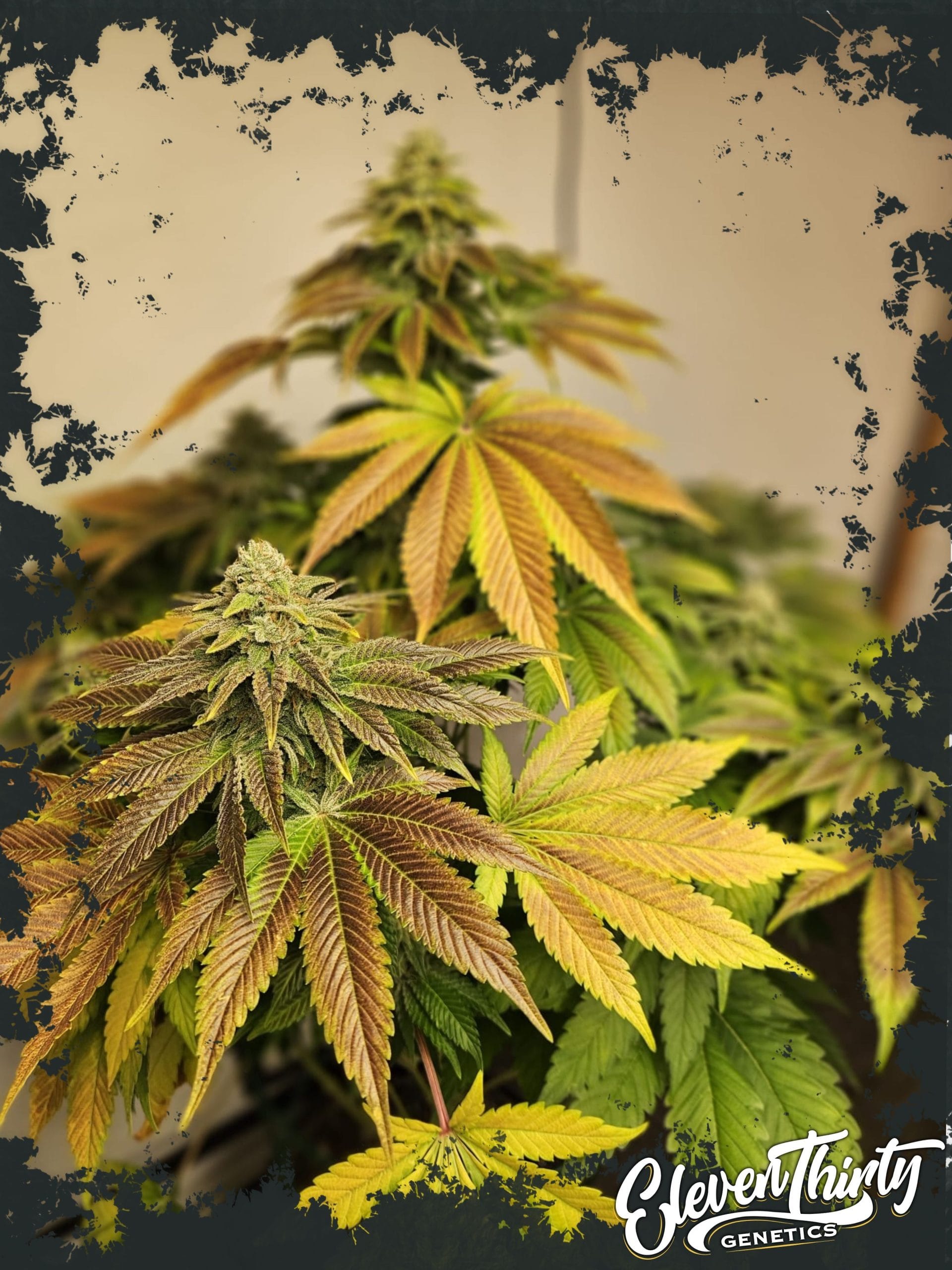 Zerbert cannabis seeds – Happy – Guaranteed female plants – 12/12 Photoperiod – image 1 from Seed City