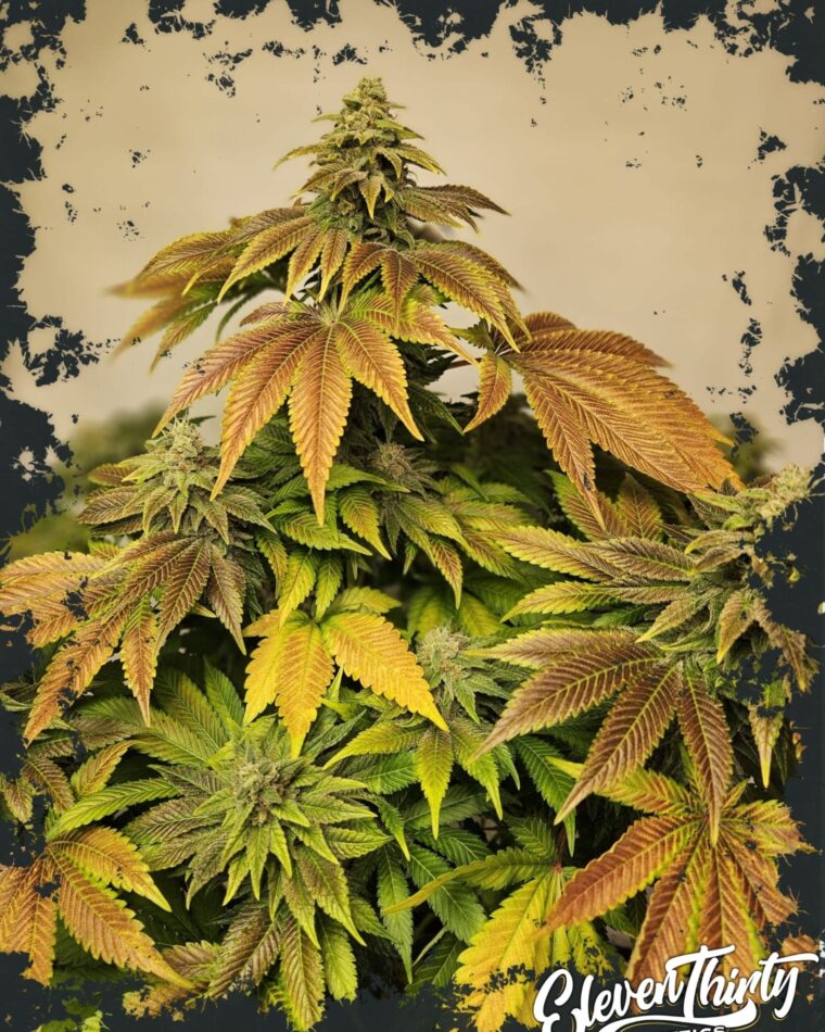 Indica-heavy – Super Strength – Sweet – Zerbert Auto strain – image 1 – from ElevenThirty Genetics via Seed City