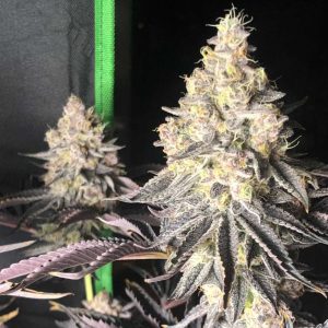 Image 1 of Zerbert Smoothie cannabis by The Plug Seedbank – 50% Indica/50% Sativa – Creative – Feminized – Seed City