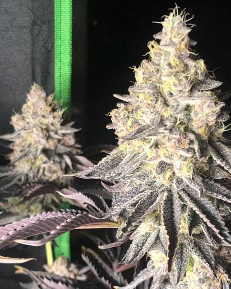 Image 1 of Zerbert Smoothie cannabis by The Plug Seedbank – 50% Indica/50% Sativa – Creative – Feminized – Seed City