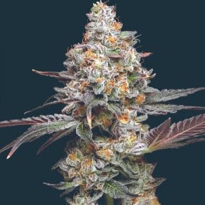 Zerealz cannabis seeds – 12/12 Photoperiod – Sour – Super Strength – image 1 from Seed City