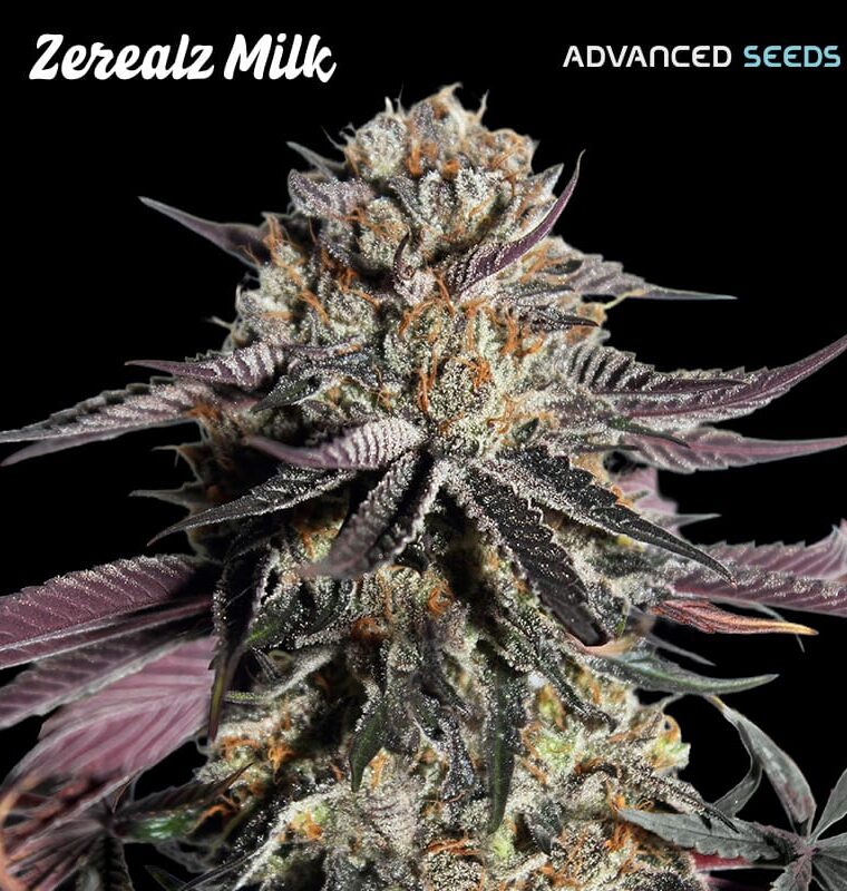 Zerealz Milk by Advanced Seeds – Guaranteed female plants – image 1 – Seed City