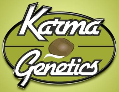 Image 1 of Zhizka Fresca cannabis by Karma Genetics – Outdoor cultivation – Melon – Guaranteed female plants – Seed City