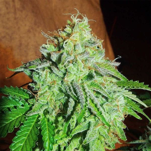 ZiZi Banana by Karma Genetics – 50% Indica/50% Sativa – Sweet – Regular – image 1 – Seed City
