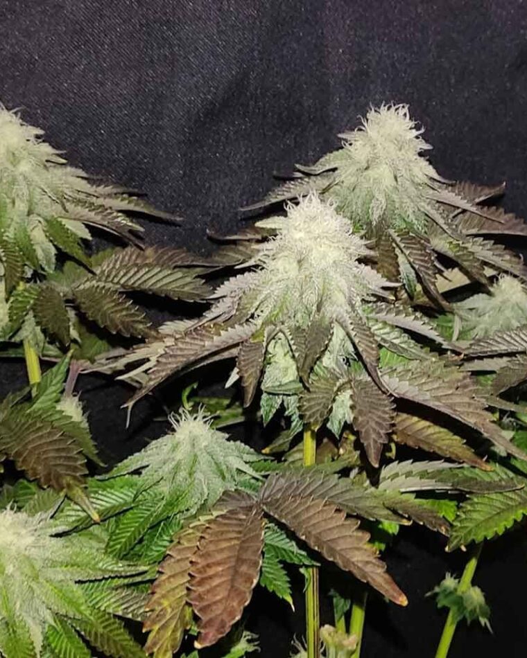 Zi Melon from Karma Genetics