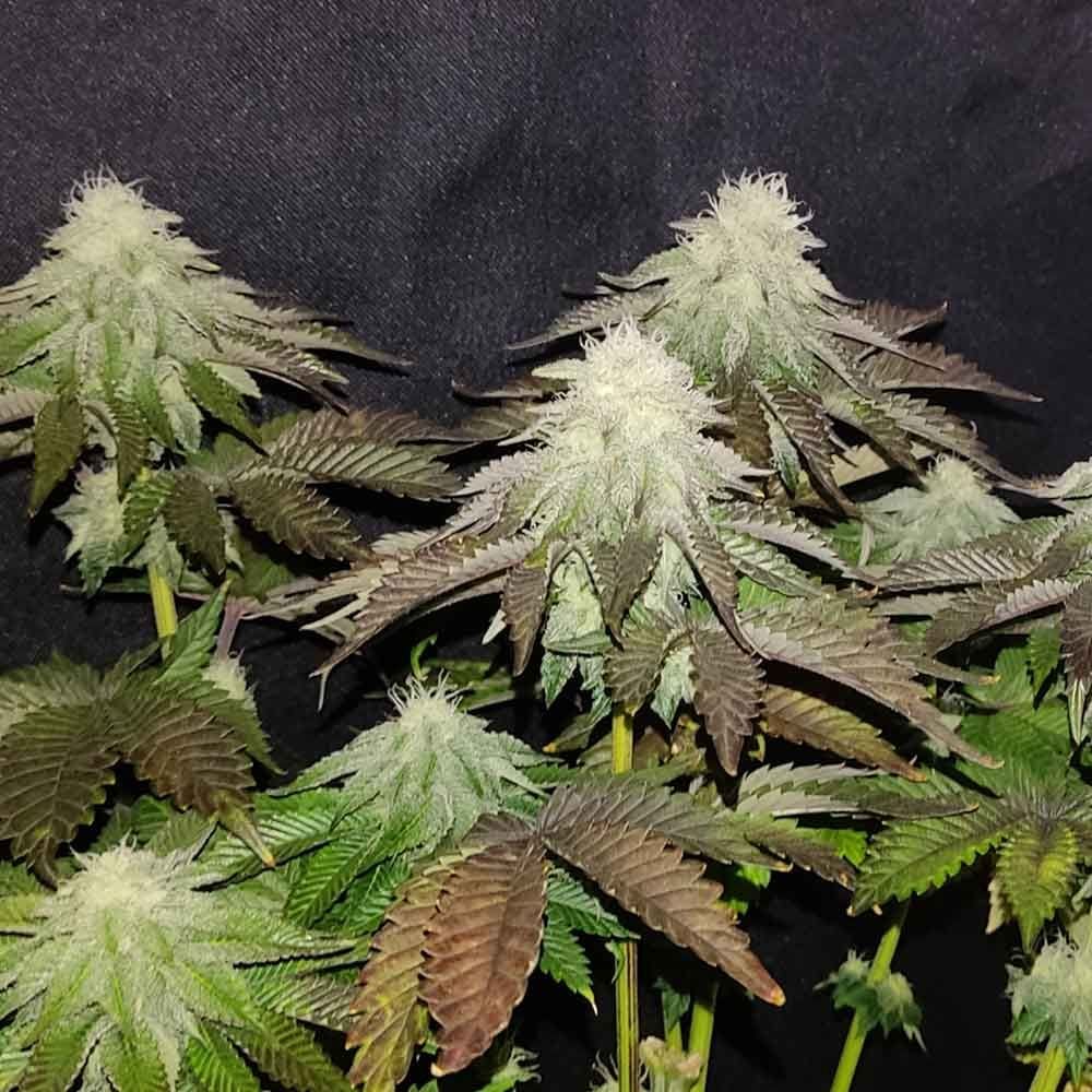 Zi Melon from Karma Genetics