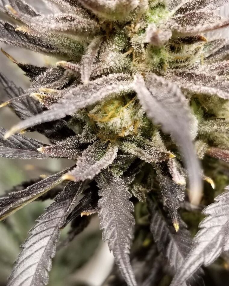 Zinger cannabis seeds – Sativa Dominant – Sour – 12/12 Photoperiod – image 1 from Seed City