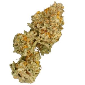 Super Strength – Outdoor cultivation – Tangy – Zinger Cake strain – image 1 – from TerpFarmz Seeds via Seed City
