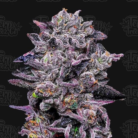Zinnamon Milk from Terp Treez Co