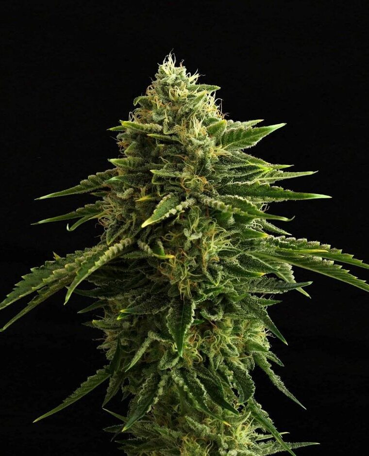 Zkit Candy Dream Edition cannabis seeds – Fruity – Suited for indoor growing – Indica Dominant – image 1 from Seed City