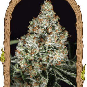 Image 1 of Zkittalicious cannabis by Exotic Seed – Feminized – Indica-heavy – Outdoor cultivation – Seed City