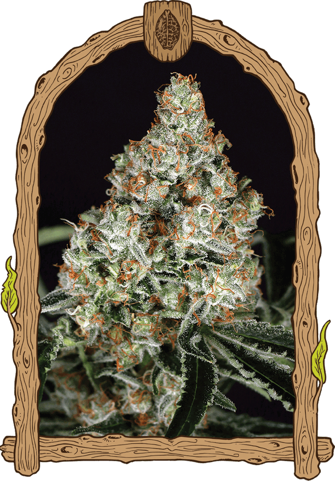 Image 1 of Zkittalicious cannabis by Exotic Seed – Feminized – Indica-heavy – Outdoor cultivation – Seed City