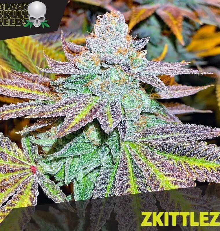 Zkittelz cannabis seeds – Indoor-friendly – Mostly Indica – Beginning of October – image 1 from Seed City