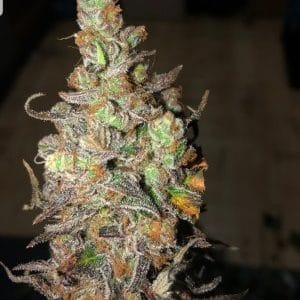 Zkittles from BSB Genetics