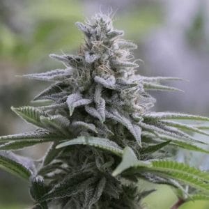 Zkittlez 2.0 by Silent Seeds – High Yielding – Feminized – Tall (140cm plus) – image 1 – Seed City