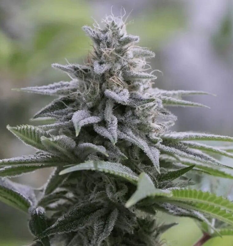 Zkittlez 2.0 by Silent Seeds – High Yielding – Feminized – Tall (140cm plus) – image 1 – Seed City