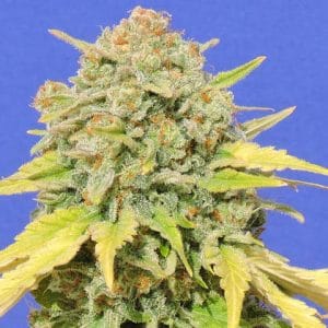 Zkittlez by Original Sensible Seeds – Guaranteed female plants – Outdoor – Super Strength – image 1 – Seed City