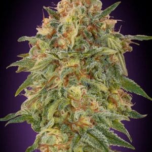 Image 1 of Zkittlez cannabis by Advanced Seeds – Super Strength – Indica Dominant – Fruity – Seed City