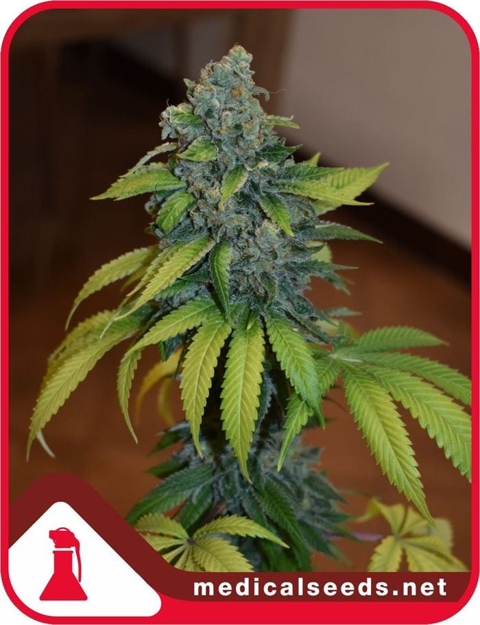 Image 1 of Zkittlez cannabis by Medical Seeds – Body Stone – Indica-heavy – The End of October – Seed City