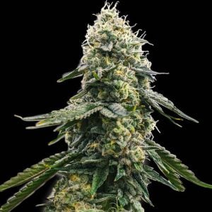 Zkittlez from Spliff Seeds
