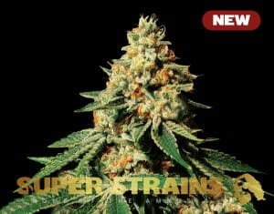 Zkittlez
